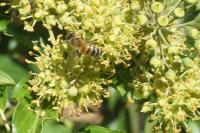 Apis mellifera