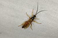 Eutanyacra crispatoria