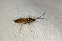 Eutanyacra crispatoria