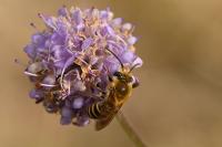 Colletes hederae