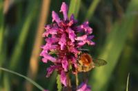 Bombus pascuorum