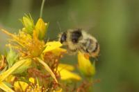 Bombus sylvarum