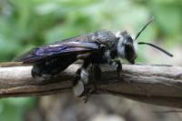Andrena agilissima