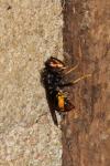 Vespa velutina