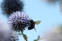 Xylocopa violacea
