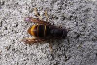 Vespa velutina nigrithorax