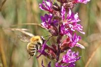 Bombus pascuorum