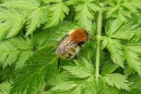 Bombus pascuorum
