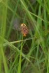 Vespa crabro