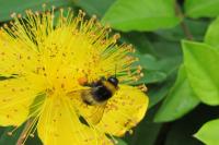 Bombus terrestris