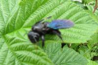 Xylocopa violacea