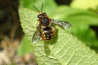 Anthidium manicatum