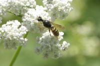 Lestica clypeata