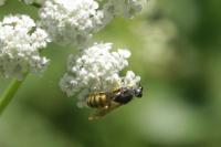 Lestica clypeata