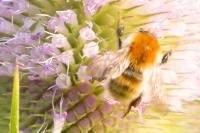 Bombus pascuorum