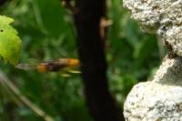 Vespa velutina