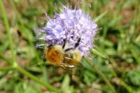 Bombus pascuorum
