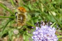 Bombus pascuorum