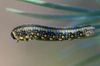 Diprion similis