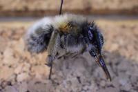 Anthophora plumipes