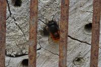 Osmia cornuta