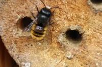 Osmia cornuta