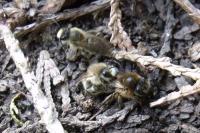 Colletes cunicularius