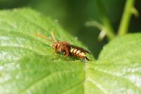 Nomada