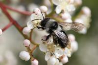 Andrena cineraria
