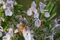 Apis mellifera
