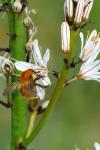 Bombus pascuorum