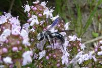 Andrena agilissima