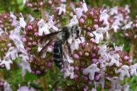 Andrena agilissima