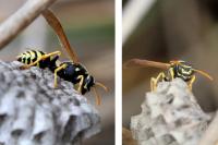 Polistes dominula