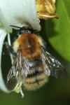 Bombus pascuorum