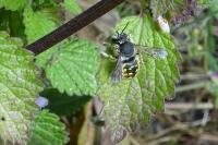 Anthidium manicatum