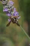 Anthidium manicatum