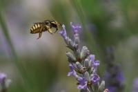 Anthidium manicatum