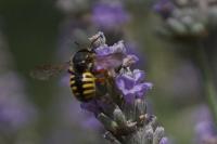 Anthidium manicatum
