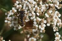 Anthidium manicatum