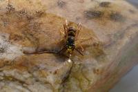 Vespula germanica