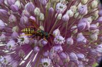 Polistes dominula