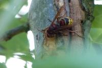 Vespa crabro
