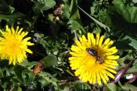 Apis mellifera