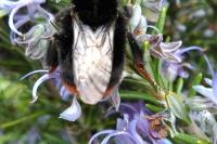 Bombus lapidarius