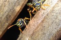 Polistes dominula
