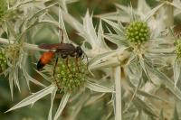 Sphex funerarius