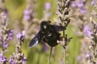 Xylocopa