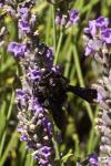 Xylocopa