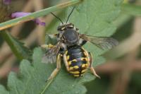 Anthidium manicatum